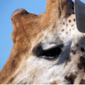 GIRAFFE FOTODRUCK
