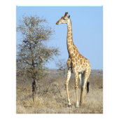 GIRAFFE FOTODRUCK (Vorne)