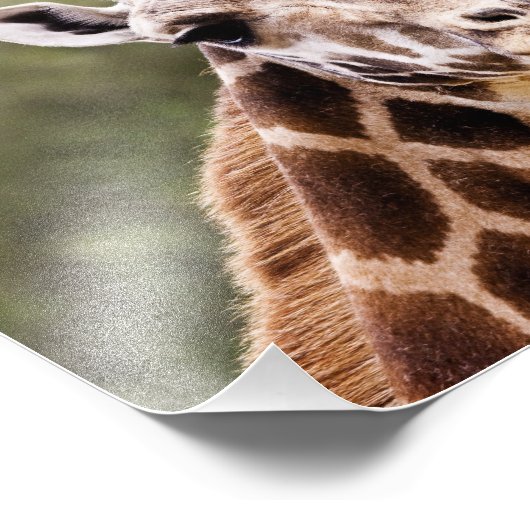 Giraffe Fotodruck (Ecke)