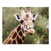 Giraffe Fotodruck (Vorne)