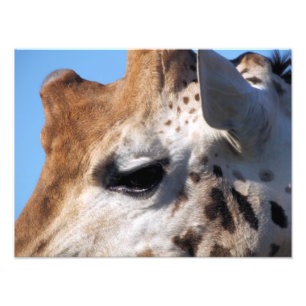 GIRAFFE FOTODRUCK