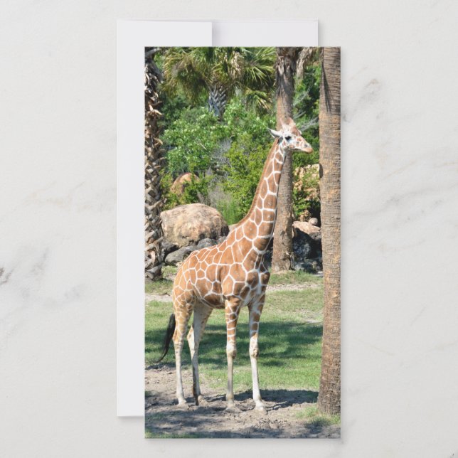 Giraffe-Fotokarte (Vorderseite)
