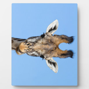 Giraffe Fotoplatte