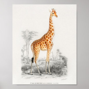 Giraffe, Französisch, Vintage Buchdarstellung 10 x Poster