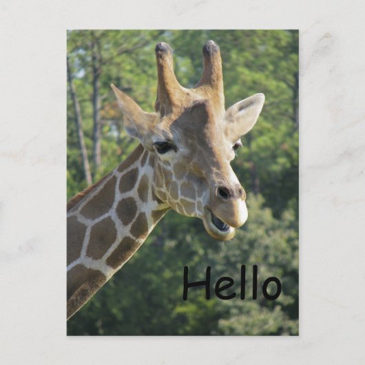 Giraffe Friendly Hello Postkarte (Vorderseite)