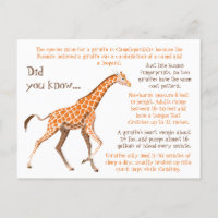 Giraffe Fun Facts Wildlife