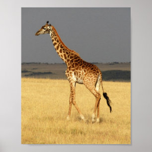 Giraffe für Afrikanische Tiere Poster