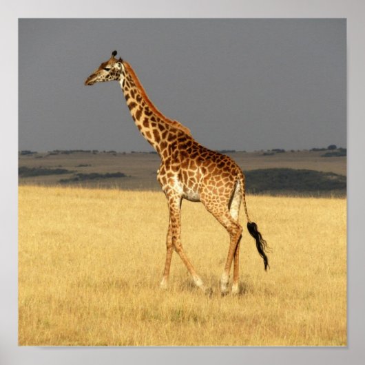 Giraffe für Afrikanische Tiere Poster (Vorne)