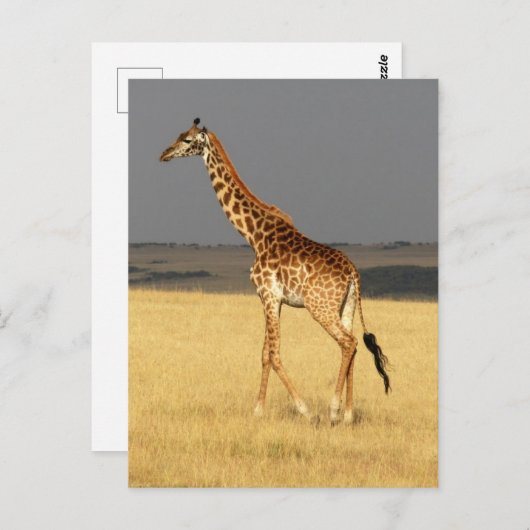 Giraffe für Afrikanische Tiere Postkarte (Vorne/Hinten)