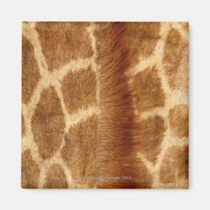 Giraffe Fur Magnet