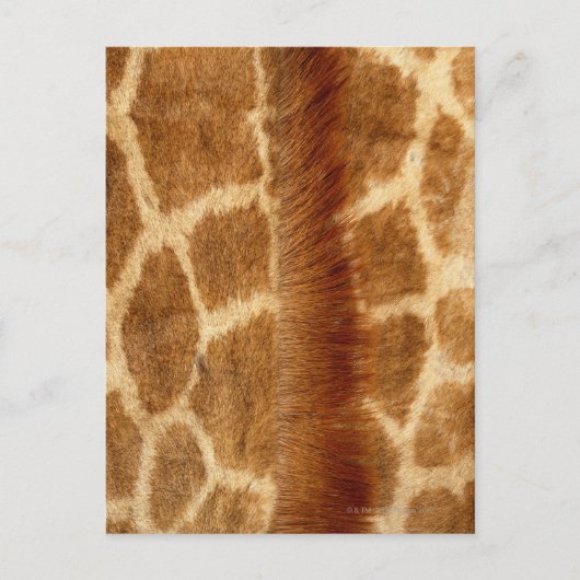 Giraffe Fur Postkarte (Vorderseite)