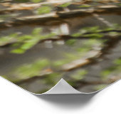 Giraffe fütternd auf Akacia-Zweigen Poster (Ecke)