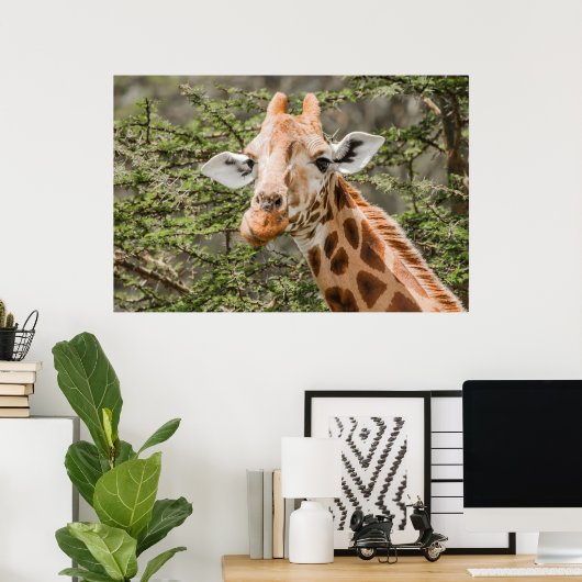 Giraffe fütternd auf Akacia-Zweigen Poster (Heimbüro)