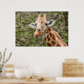 Giraffe fütternd auf Akacia-Zweigen Poster (Küche)