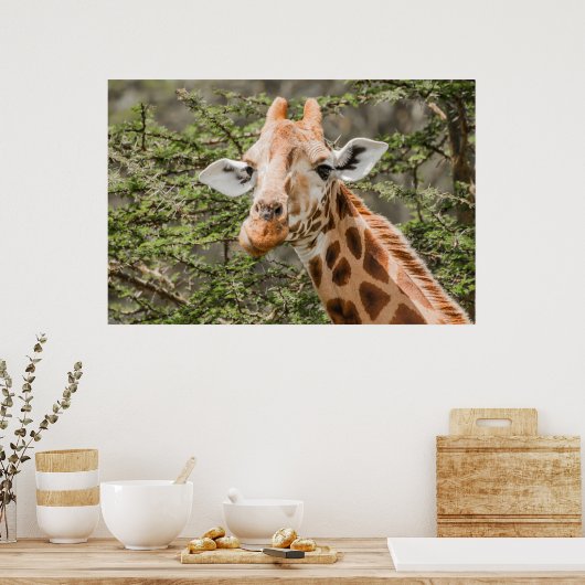 Giraffe fütternd auf Akacia-Zweigen Poster (Küche)