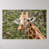 Giraffe fütternd auf Akacia-Zweigen Poster (Vorne)