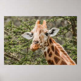 Giraffe fütternd auf Akacia-Zweigen Poster