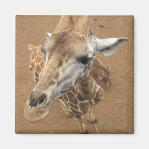 Giraffe Gaze Magnet