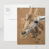 Giraffe Gaze Postcard Postkarte (Vorne/Hinten)