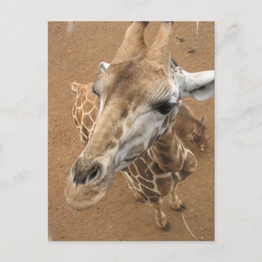Giraffe Gaze Postcard Postkarte (Vorderseite)
