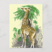 Giraffe Geschenke Postkarte (Vorderseite)