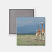 Giraffe (Giraffa camelopardalis) 2 Magnet (Vorderseite/Rückseite)