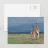 Giraffe (Giraffa camelopardalis) 2 Postkarte (Vorne/Hinten)
