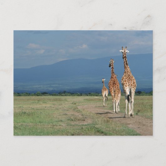Giraffe (Giraffa camelopardalis) 2 Postkarte (Vorderseite)
