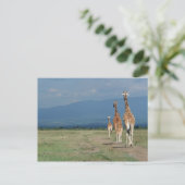 Giraffe (Giraffa camelopardalis) 2 Postkarte (Stehend Vorderseite)