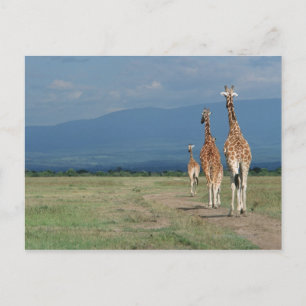 Giraffe (Giraffa camelopardalis) 2 Postkarte