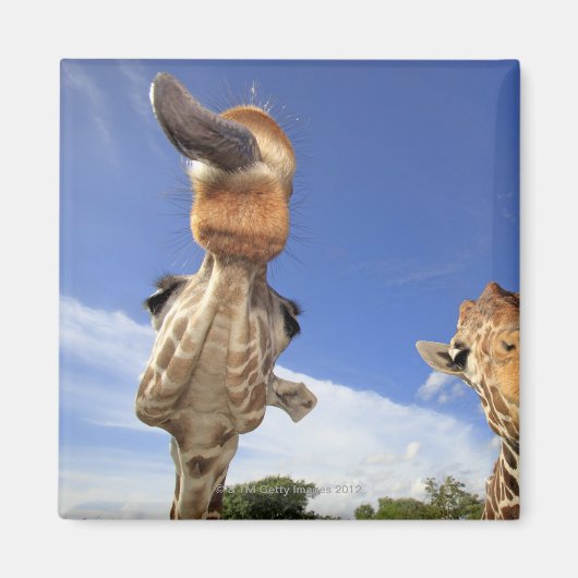 Giraffe (Giraffa camelopardalis) 3 Magnet (Vorne)