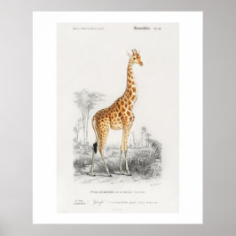 Giraffe (Giraffa camelopardalis) Abbildung Poster