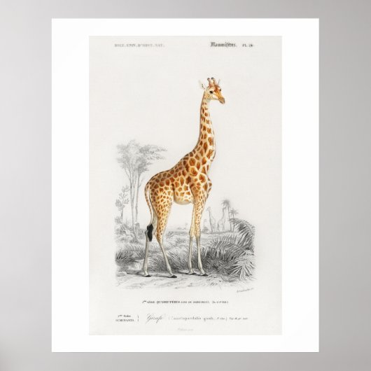 Giraffe (Giraffa camelopardalis) Abbildung Poster (Vorne)