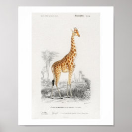 Giraffe (Giraffa camelopardalis) Abbildung Poster