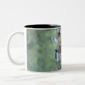 Giraffe (Giraffa camelopardalis) an fütternd Zweifarbige Tasse (Links)