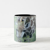 Giraffe (Giraffa camelopardalis) an fütternd Zweifarbige Tasse (Mittel)