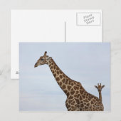 Giraffe (Giraffa camelopardalis), Chobe National Postkarte (Vorne/Hinten)