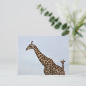 Giraffe (Giraffa camelopardalis), Chobe National Postkarte (Stehend Vorderseite)