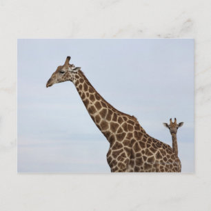 Giraffe (Giraffa camelopardalis), Chobe National Postkarte