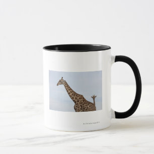 Giraffe (Giraffa camelopardalis), Chobe Tasse