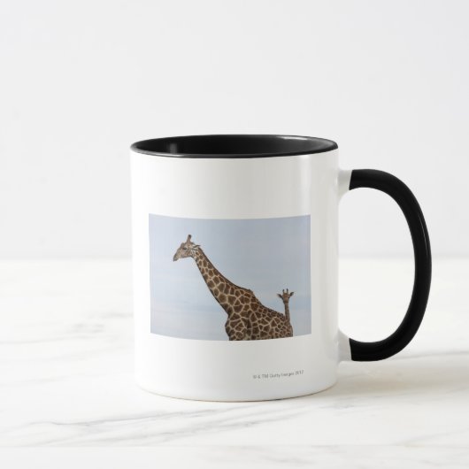 Giraffe (Giraffa camelopardalis), Chobe Tasse (Rechts)