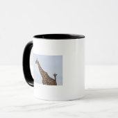 Giraffe (Giraffa camelopardalis), Chobe Tasse (Vorderseite Links)