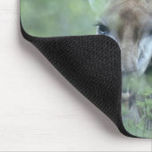Giraffe (Giraffa camelopardalis), fütternd auf Mousepad (Ecke)