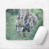 Giraffe (Giraffa camelopardalis), fütternd auf Mousepad (Mit Mouse)