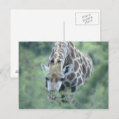 Giraffe (Giraffa camelopardalis), fütternd auf Postkarte (Vorne/Hinten)