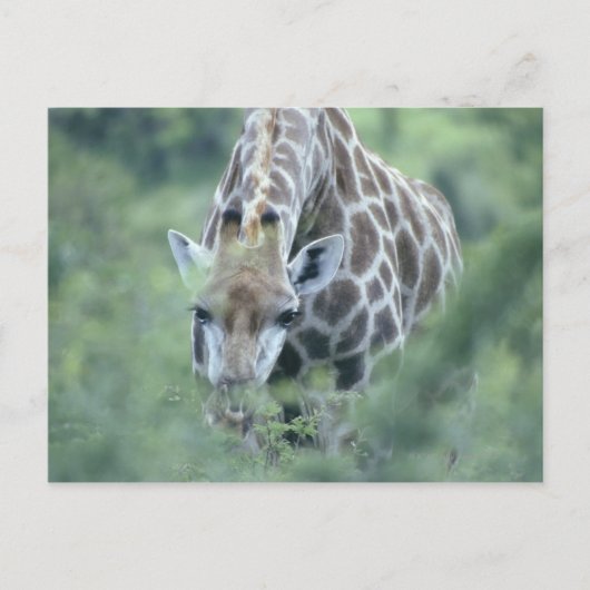 Giraffe (Giraffa camelopardalis), fütternd auf Postkarte (Vorderseite)