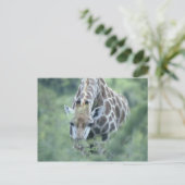 Giraffe (Giraffa camelopardalis), fütternd auf Postkarte (Stehend Vorderseite)