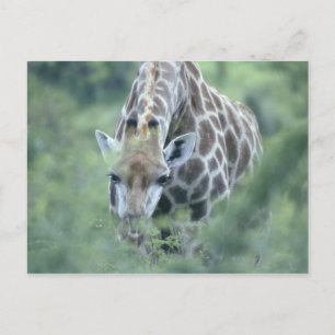 Giraffe (Giraffa camelopardalis), fütternd auf Postkarte