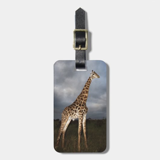 Giraffe (Giraffa camelopardalis) Gepäckanhänger (Vorderseite vertikal)