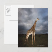 Giraffe (Giraffa camelopardalis) in dramatischer F Postkarte (Vorne/Hinten)